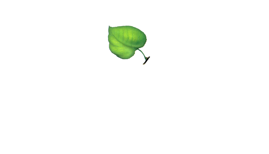 Фасадные системы из термодерева